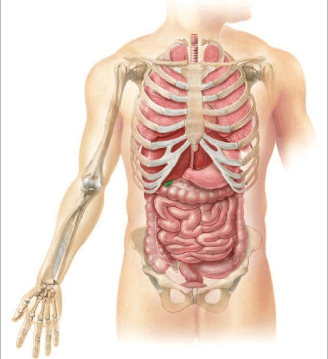 Anatomía Humana I-103-A