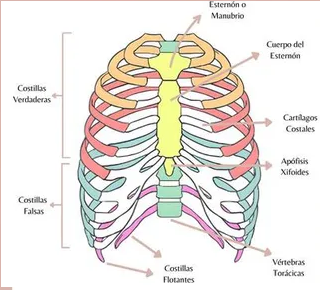 Anatomía Humana I-103-E