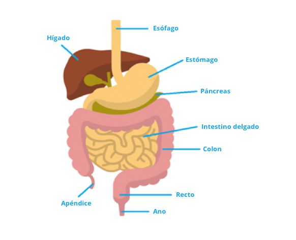 Anatomía Humana I-103-F