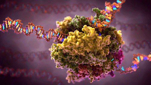 Biología-P116-B