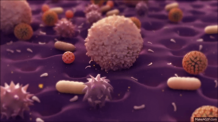 Microbiología y Parasitología-203-D
