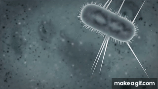 Microbiología y Parasitología-203-E